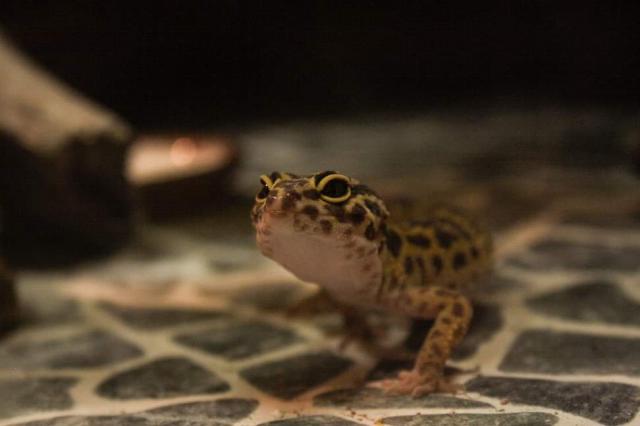 Leopardgeckos  - Gecko - Welgesheim