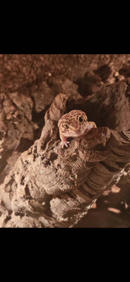 Leopardgeckos 4 mal, 1 Männchen 3 Weibchen - Gecko - Essen