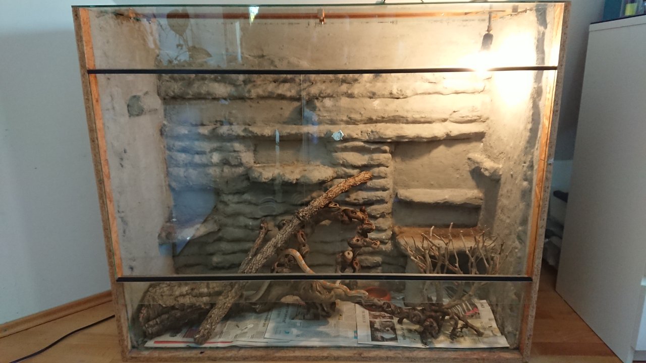 Drei Kornnattern mit Terrarium und Zubehör - Schlangen - Melbeck