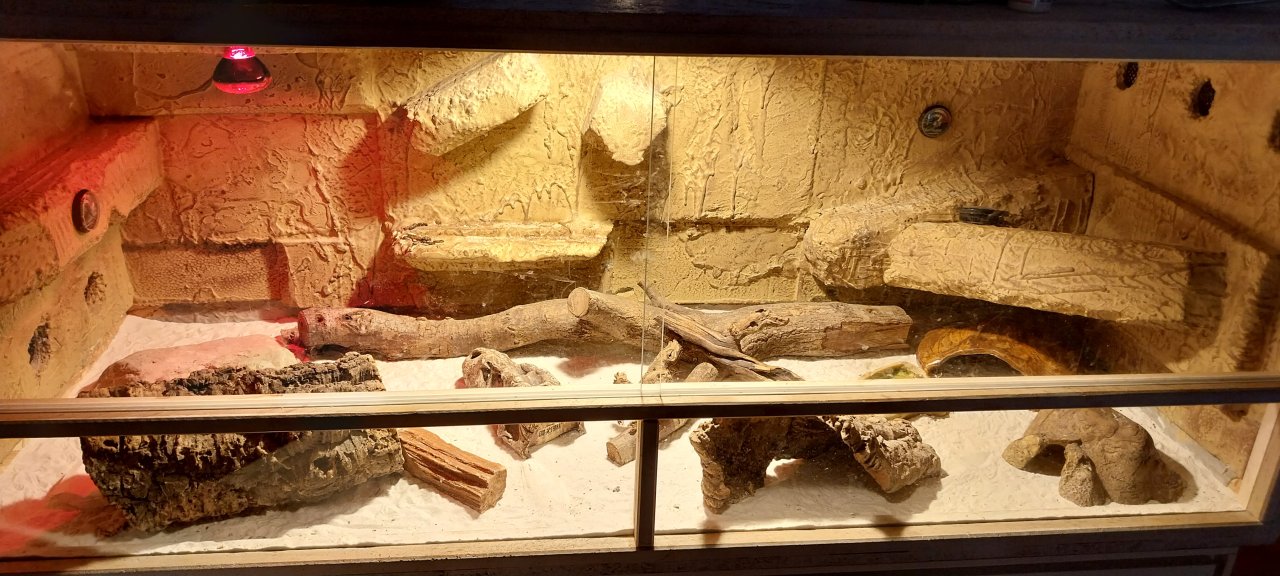 Großes Terrarium incl Leopardgecko - Gecko - Dessau-Roßlau