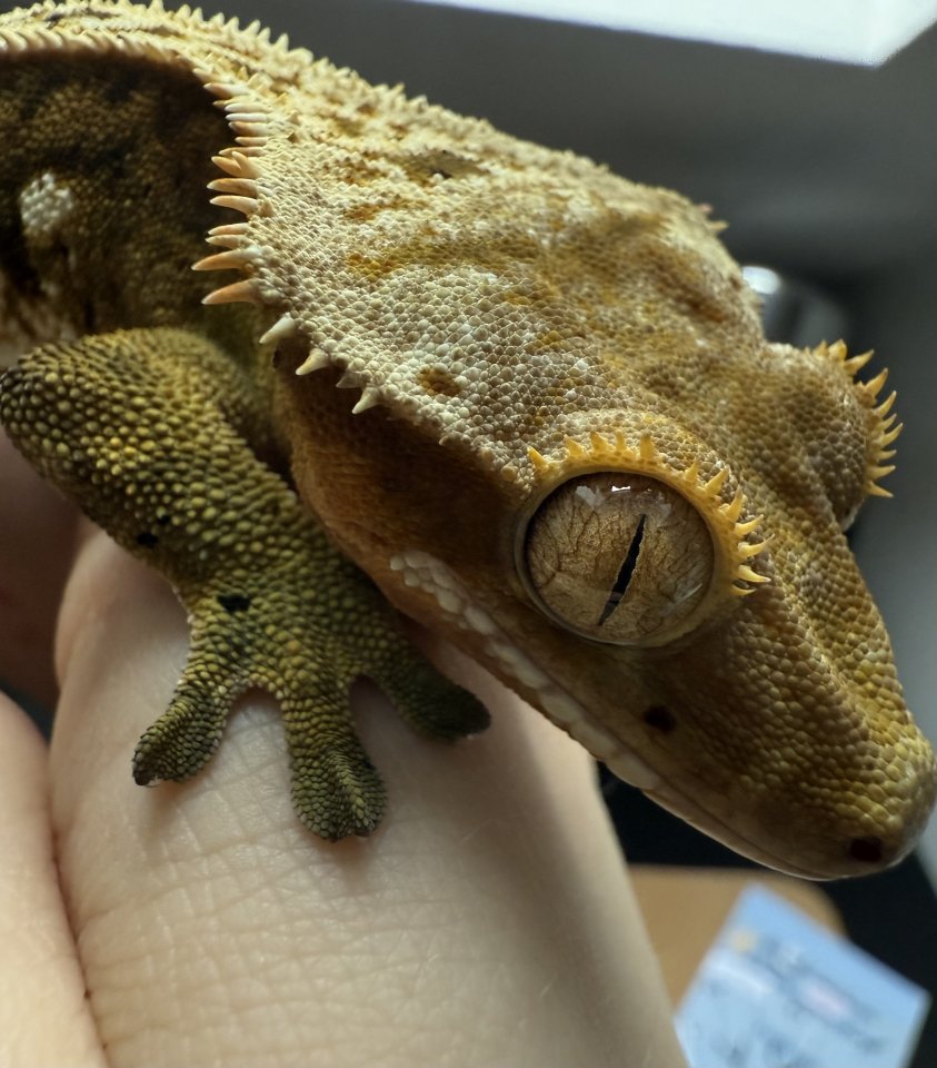 Kronengecko Männchen 2 1/2 Jahre - Gecko - Halle