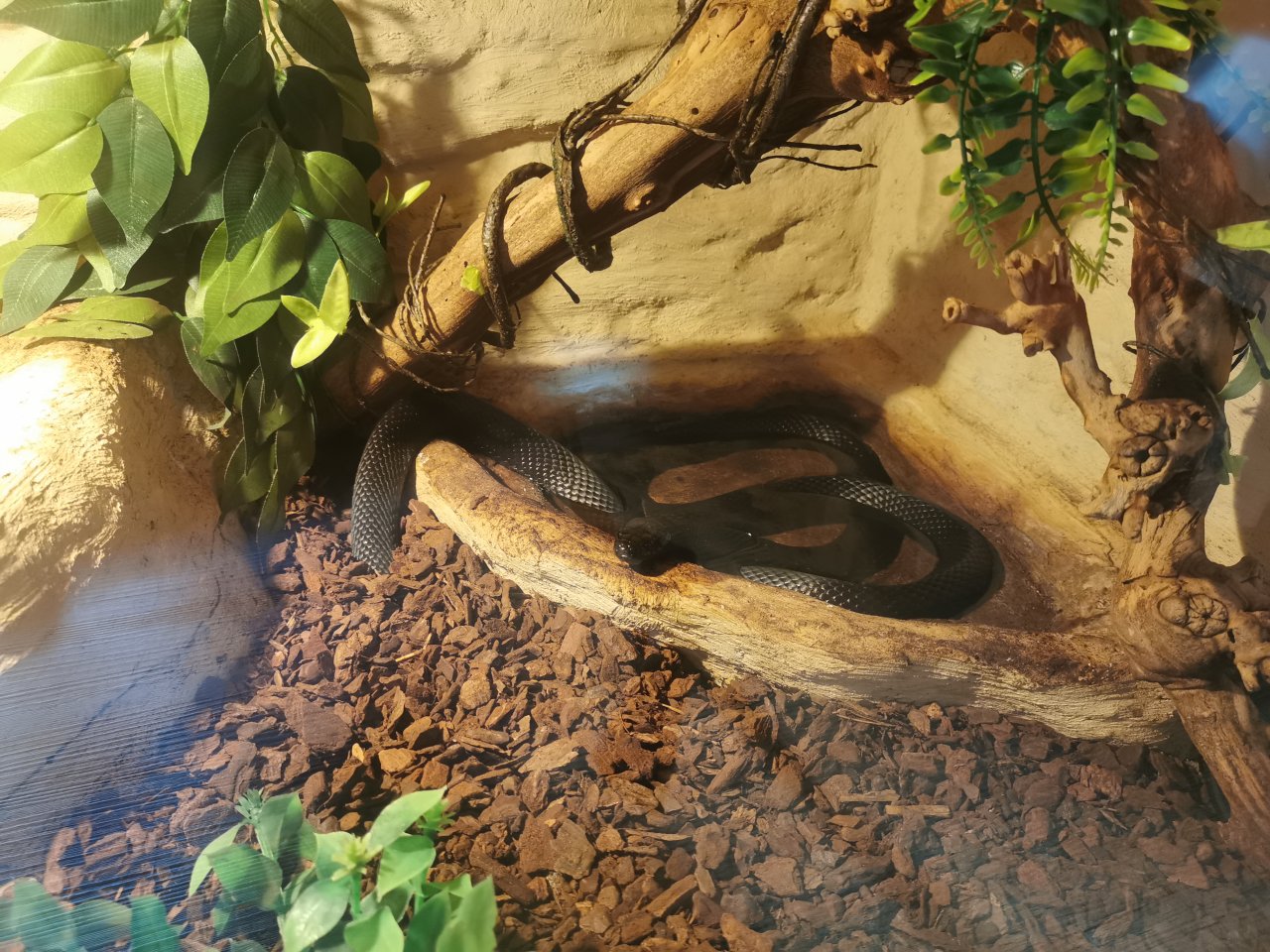 Schwarze Mexiko Königsnatter (Lampropeltis getula nigrita) - Schlangen - Schwerin