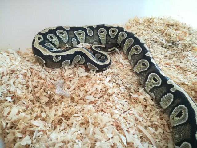 Python Regius Nachzuchten 2016  - Schlangen Python - Schorndorf