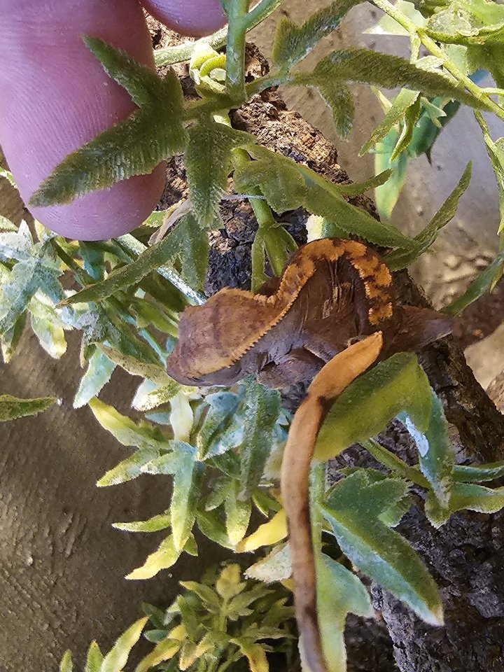 Kronengecko Nachzuchten 0.0.1 - Gecko - Schiffweiler