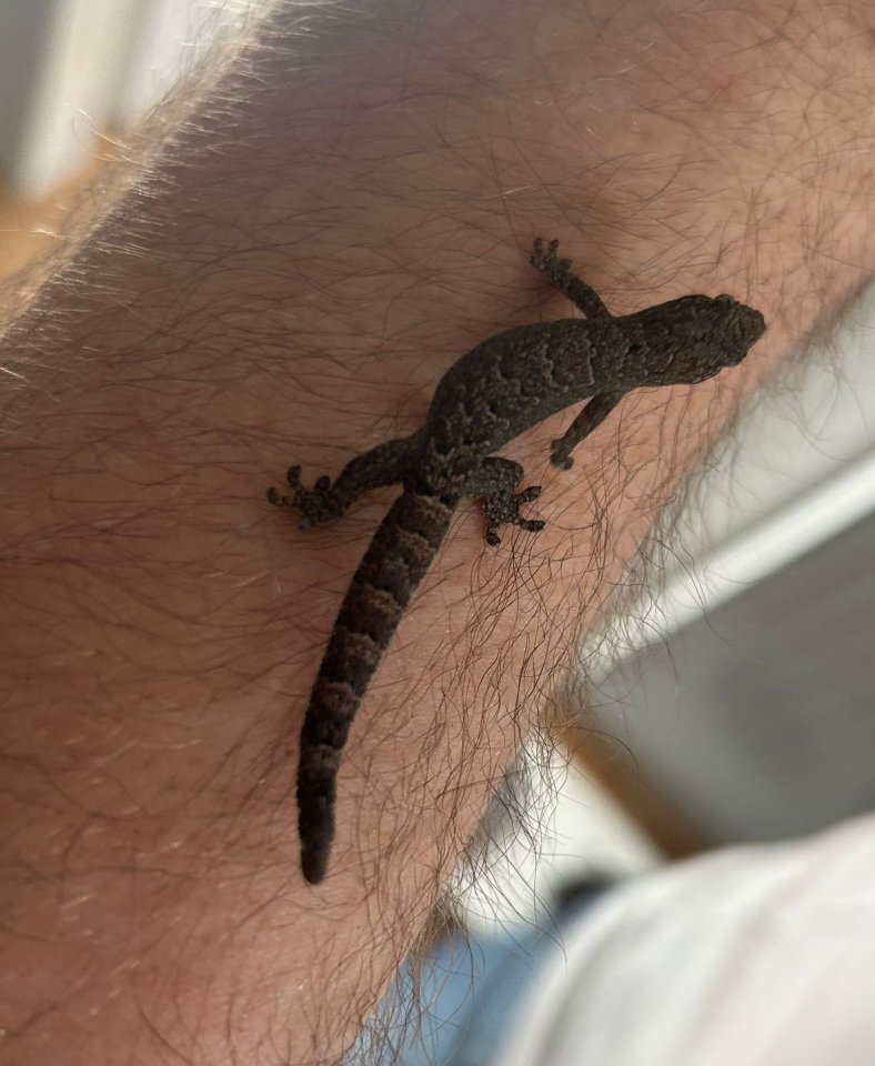 Jungferngecko (Lepidodactylus lugubris) - Gecko - Hamburg
