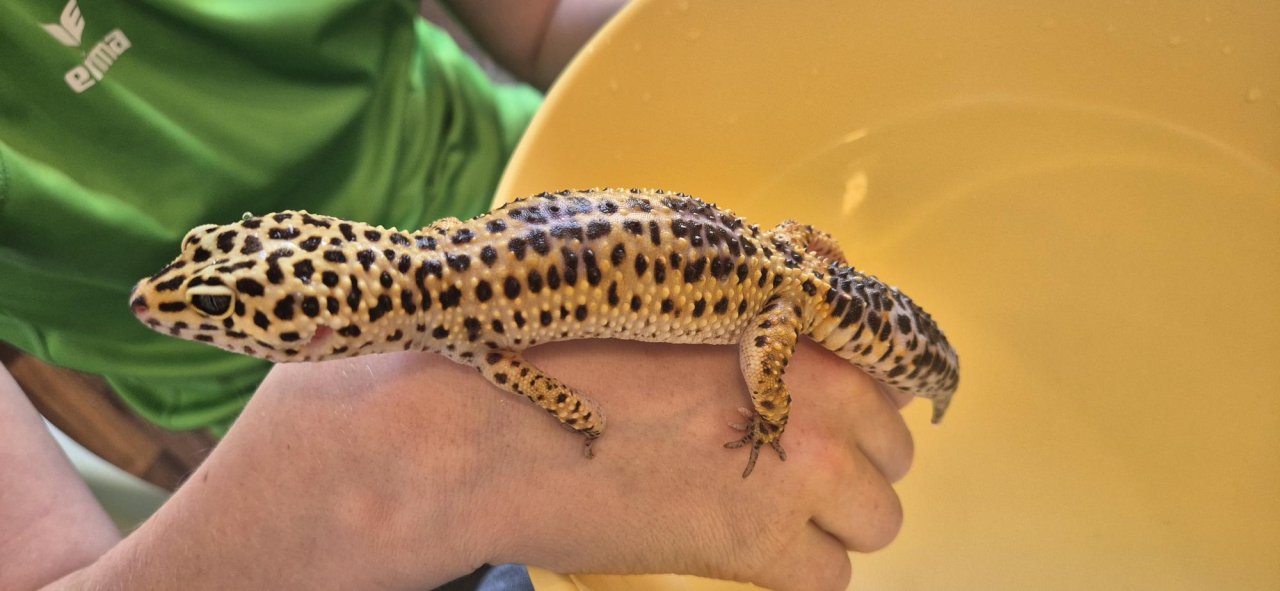 Leopardengecko in Terrarium inkl. üppigen Zubehör - Gecko - Köln