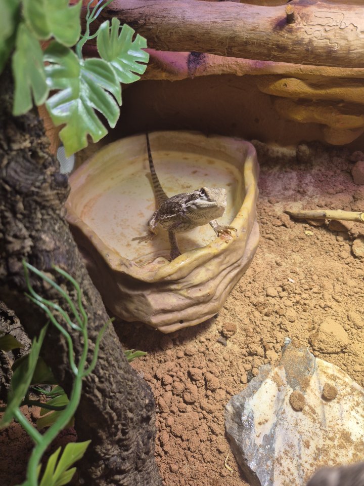 2 Zwergbartagamen (Weibchen/ Männchen) - Bartagame - Haldensleben