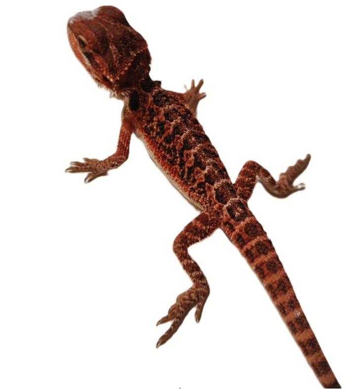 Suche schöne rote , weiße Bartagamen Farbagamen wie Cawley Red P. Vitticeps, Zer - Bartagame - Gunzenhausen