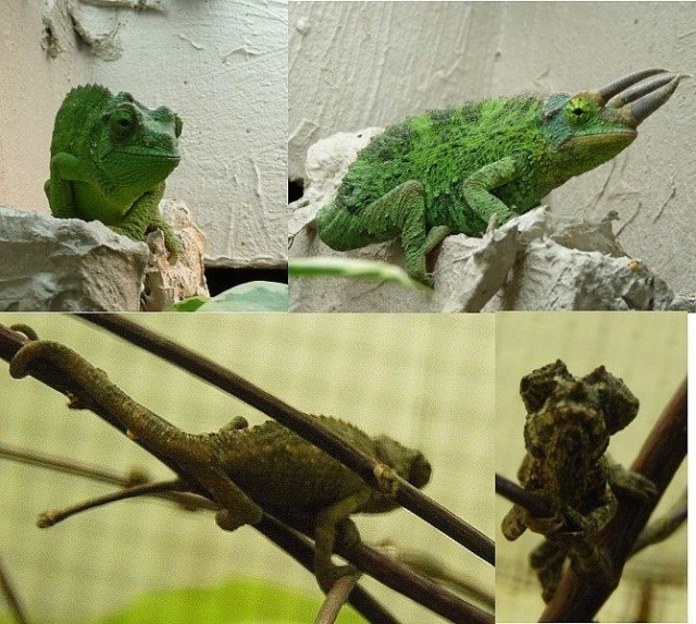 Dreihornchamäle ons (Trioceorus jacksonii xantholophus) - Chamaeleon - Dieburg