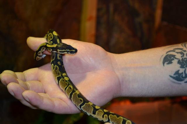 Königspython 1.0 Mojave Pastell NZ 20 - Schlangen Python - Verden