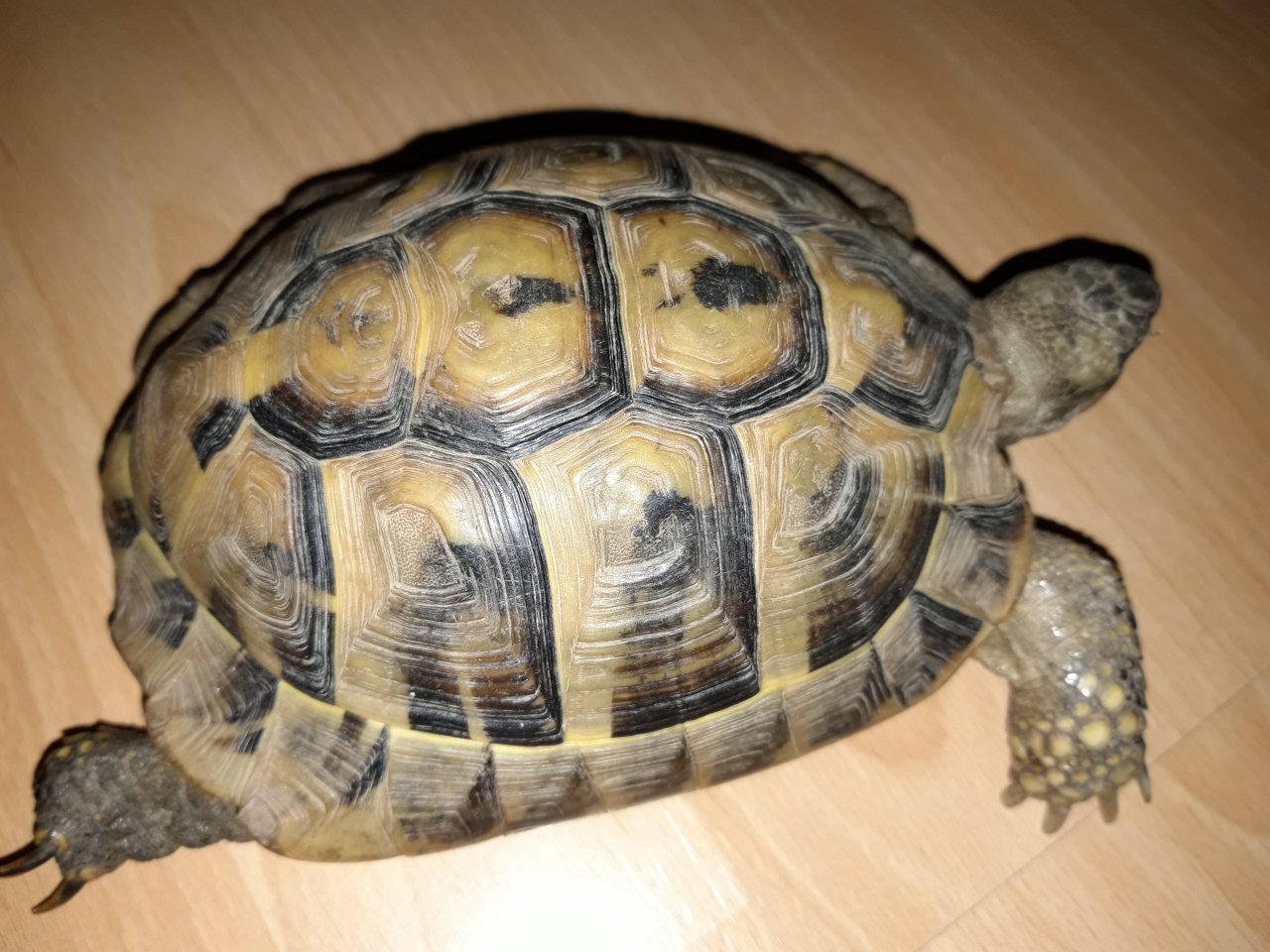 Neues zuhause für zwei griechische landschildkröten gesucht - Schildkroeten - Fröndenberg