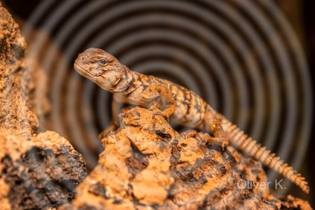 Uromastyx geyri DNZ 09/ 2017abzugeben - Echsen - Mülheim-Kärlich