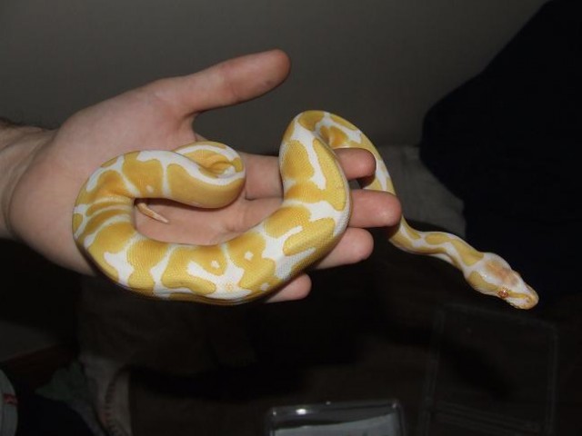 Verkaufe Königspython Piebald & Albino - Schlangen Python -  München
