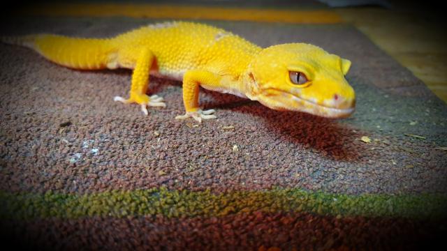 Leopardgecko Männlich  - Echsen - Schkopau