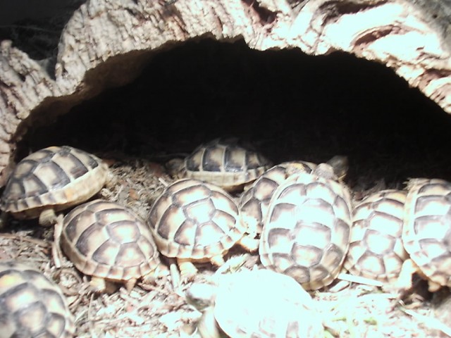 Schildkröten - Schildkroeten - Rödinghausen / Kreis Herford / NRW