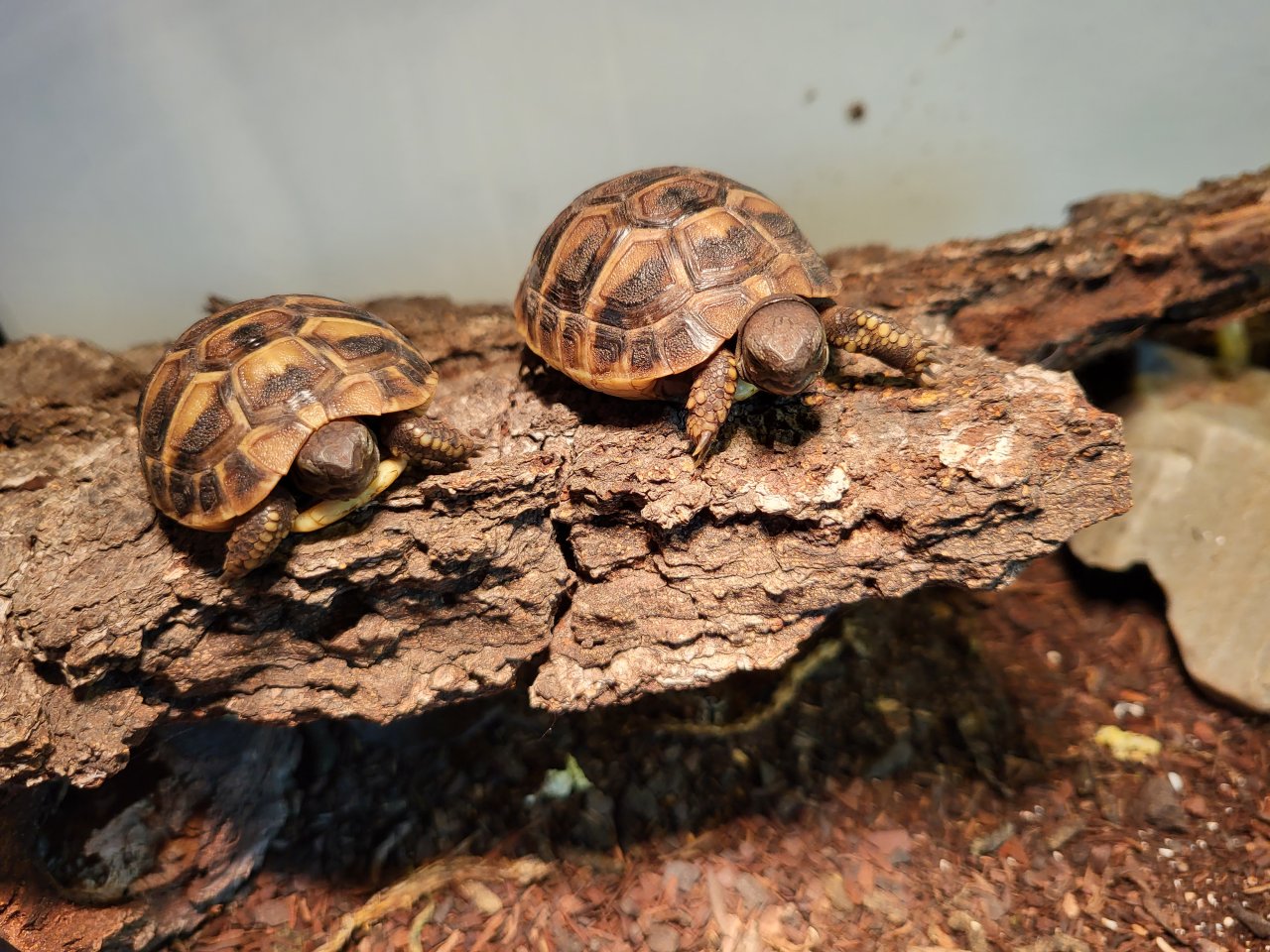 Griechische Landschildkröten (Testudo hermanni) - Schildkroeten - Dorsten