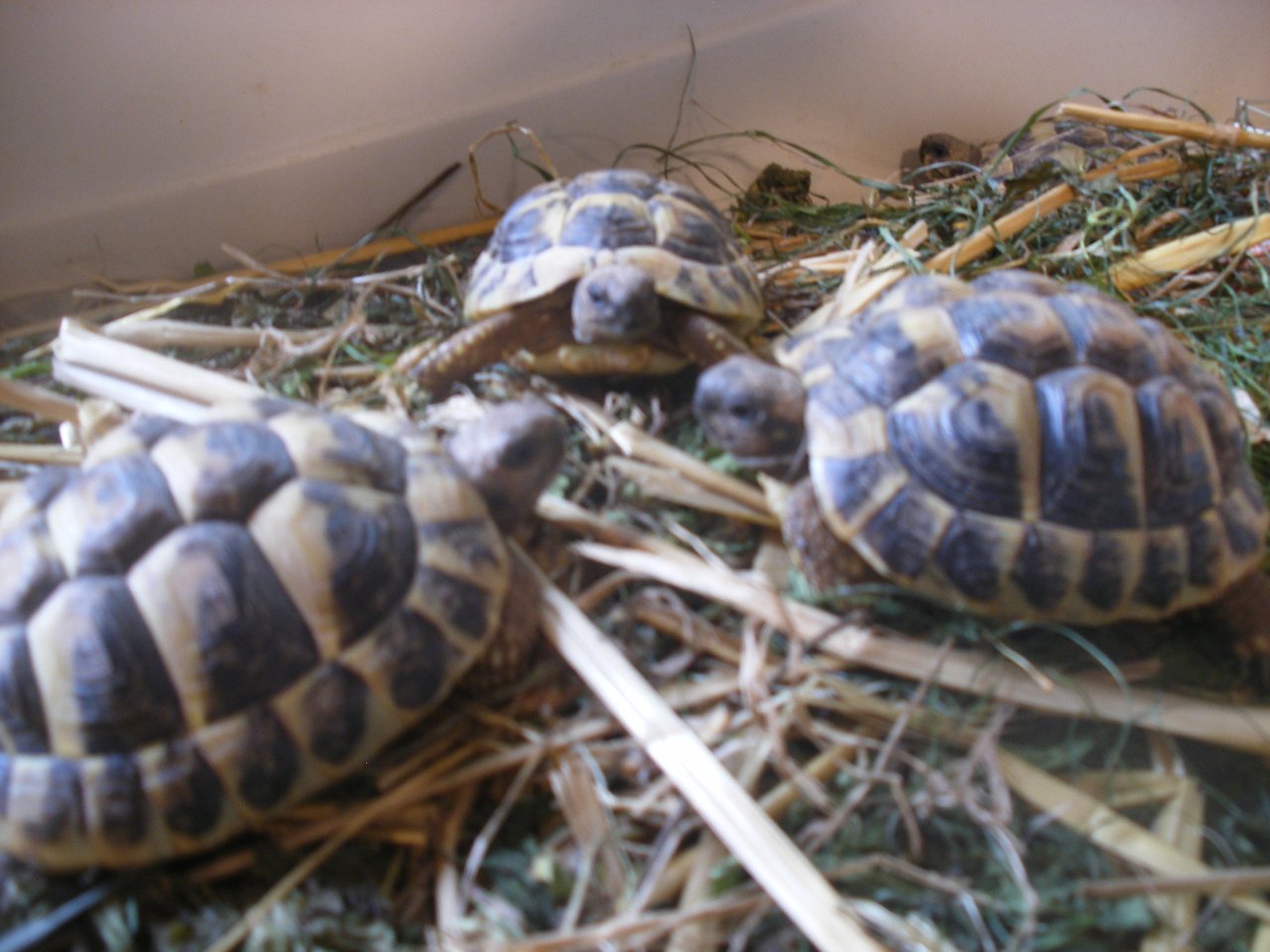 Griech. Landschildkröten Nachzucht 20/21/22 - Schildkroeten - Börrstadt
