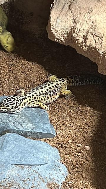 Leopardgeckos aus Privatzucht - Gecko - Senden