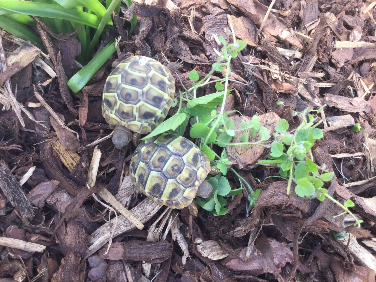 Griechische Landschildkröten - Schildkroeten - Fehmarn