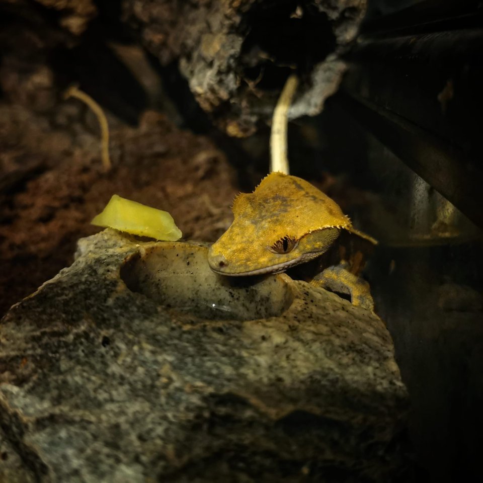 Kronengecko (m) + Exo Terra 90x60x60 cm Komplettterrarium - Gecko - Stuttgart