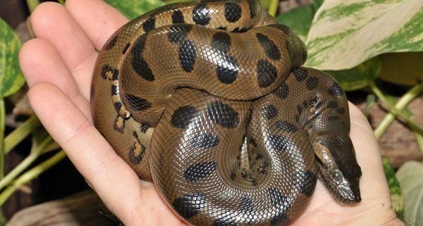 Eunectes Murinus Grüne Anakonda SUCHE - Schlangen - Gerbstedt