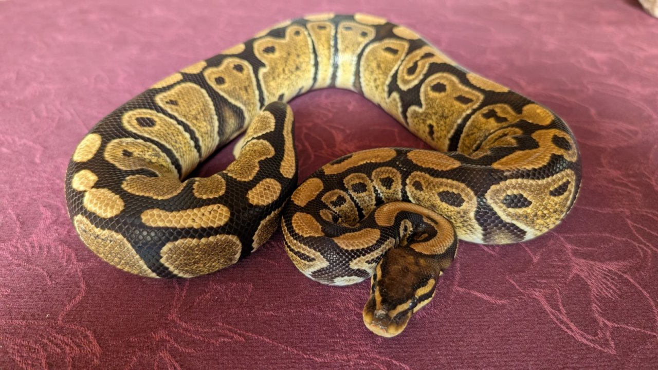 Königspython Weibchen - Schlangen - Gifhorn