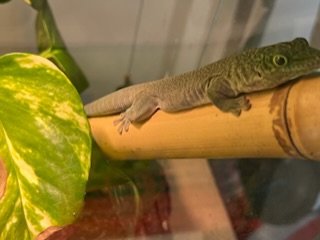 Phelsuma Standingii Taggecko Nachzucht - Gecko - Drolshagen