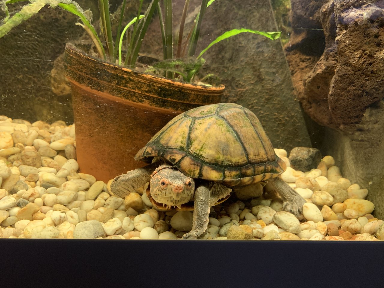 Rotwangenklappschildkröte - Schildkroeten - Eisenheim