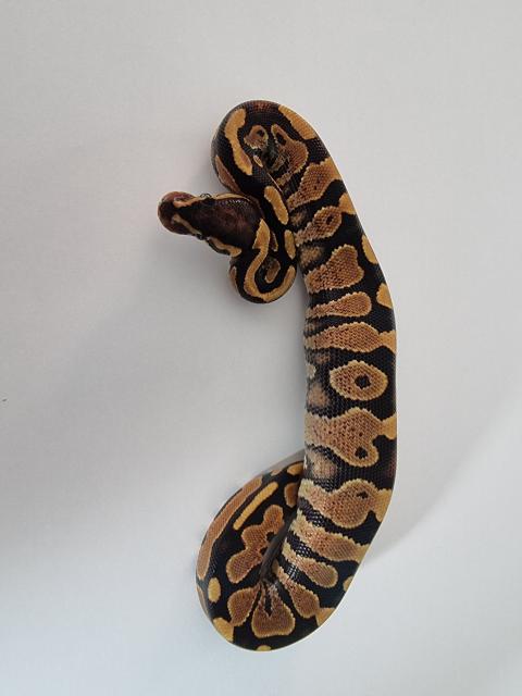 Königspython Yellowbelly NZ 22  - Schlangen Python - Steffenshagen