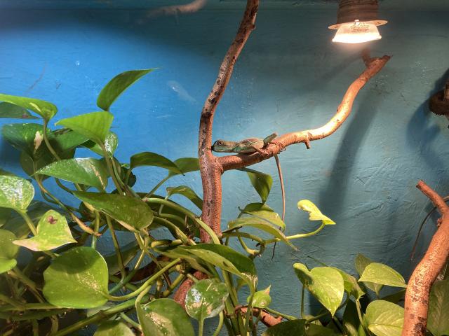 Wasseragame 0.0.2  - Echsen - Wustermark 