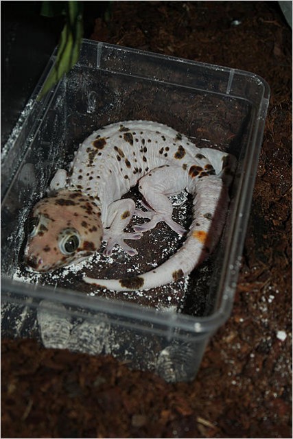 Erhältlich 9 verschiedene Tokay Geckos Morphs zum Verkauf - Gecko - Frankfurt Am Main