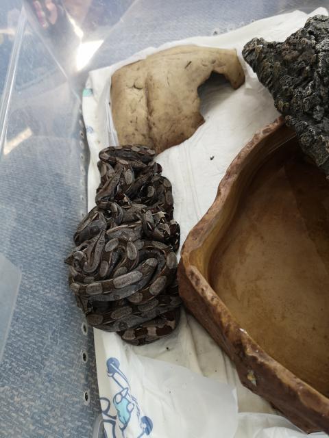 Boa constrictor Imperator crawl cay x surinam  - Schlangen Boa - Simmersfeld 