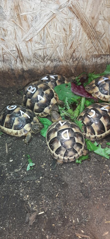 Testudo marginata NZ 2024 - Schildkroeten - Illerkirchberg