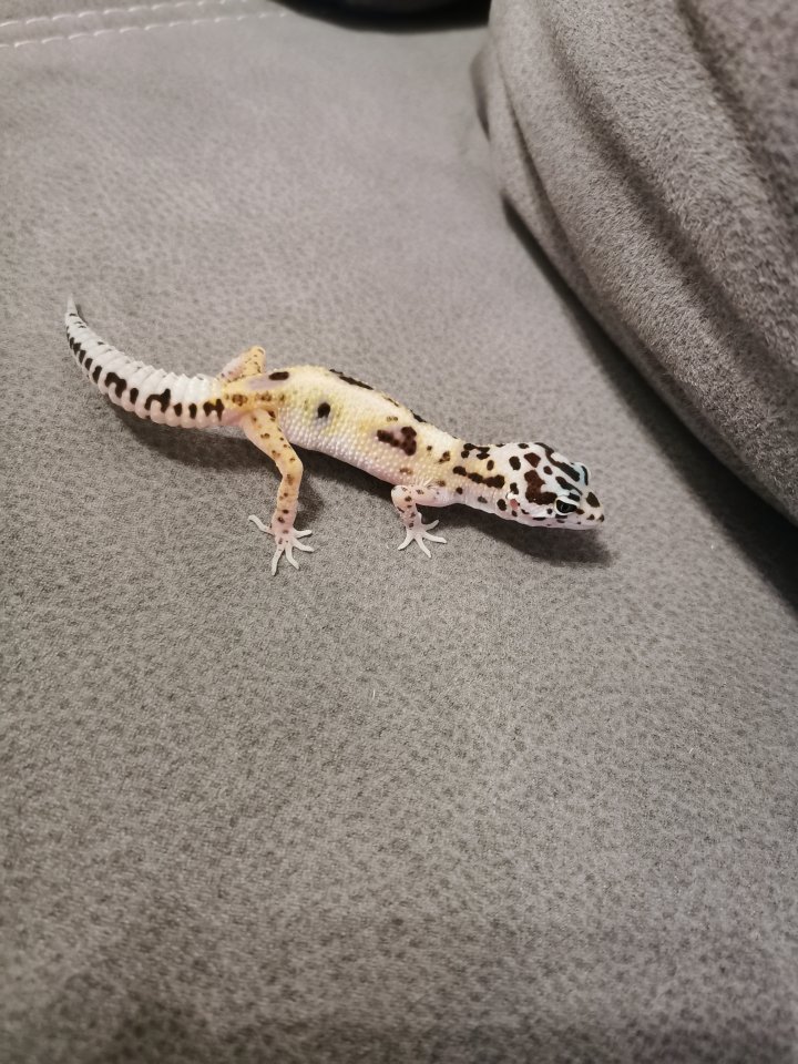 Leopardengeko Weibchen zu Verkauf - Gecko - Aschaffenburg