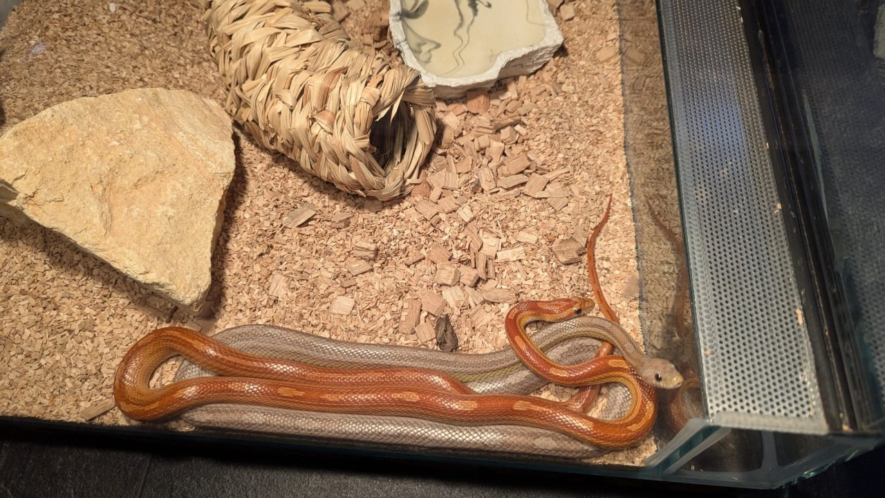 2 Kornnattern inkl. Terrarium - Schlangen - Kirchentellinsfurt