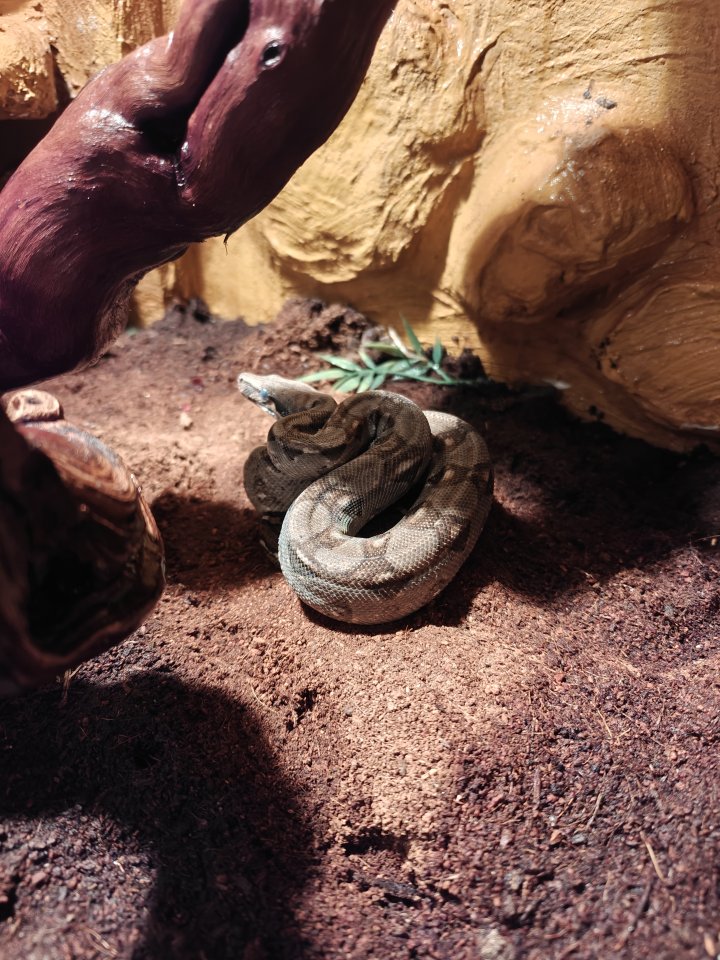 Mix Boa Constrictor Ecuador - Schlangen - Thüngersheim