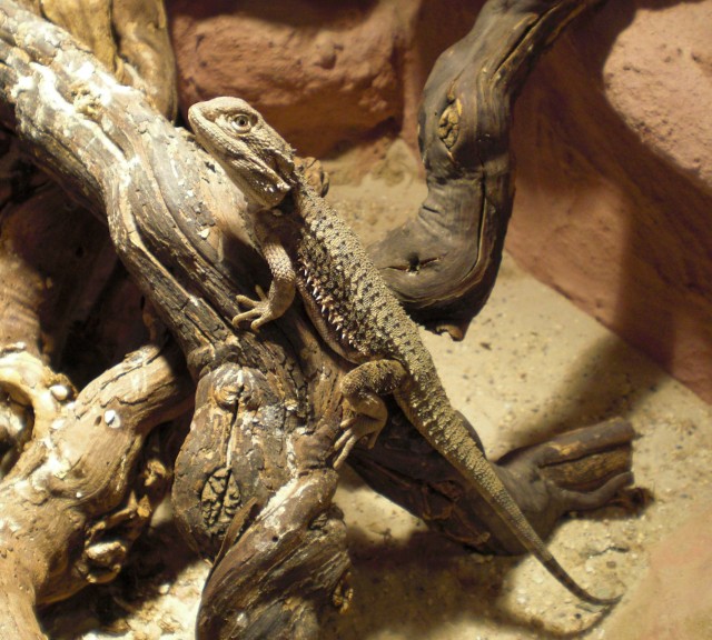 Zwergbartagame adult 1.0 variabel mit Terrarium - Bartagame Zwergbartagame - Trier