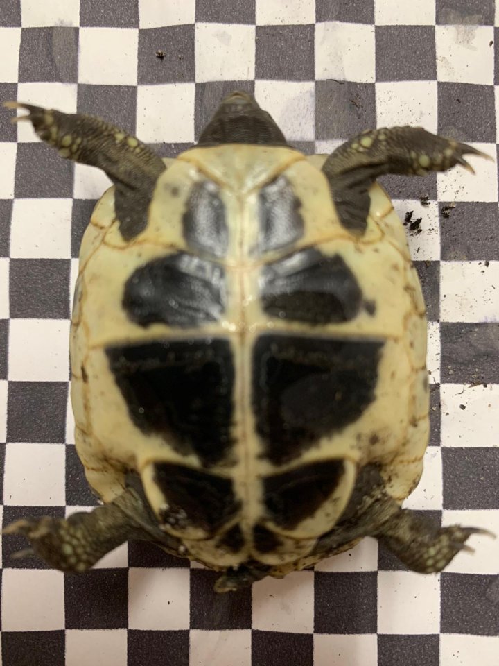 Griechische Landschildkröten Paar - Schildkroeten - Crailsheim