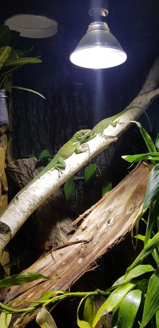 Ritteranolis Paar (Männchen+Weibchen) - Anolis - Radeburg