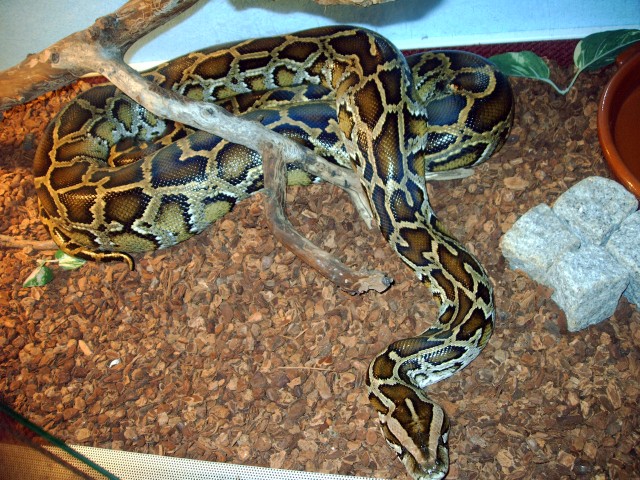 Dunkler Tigerphyton - Schlangen Python - Frankfurt