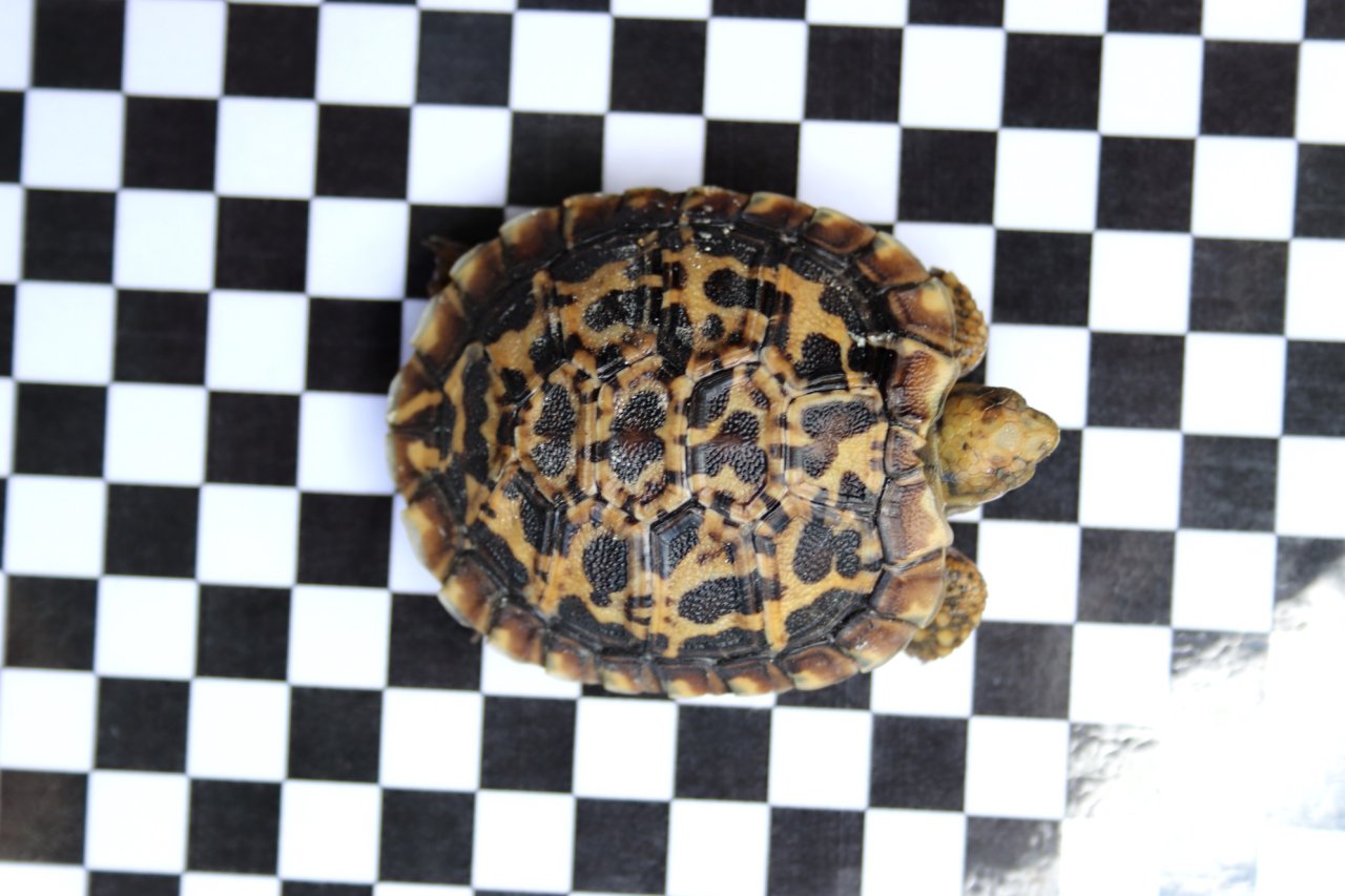 Spaltenschildkröten (Malacocerchus tornieri) Nachzuchten - Schildkroeten - Berlin