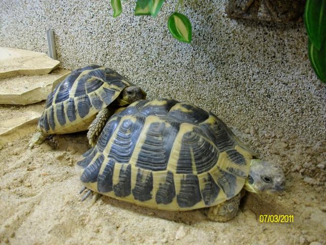 Testudo hermanni hermanni Toskana - Schildkroeten - Rangsdorf