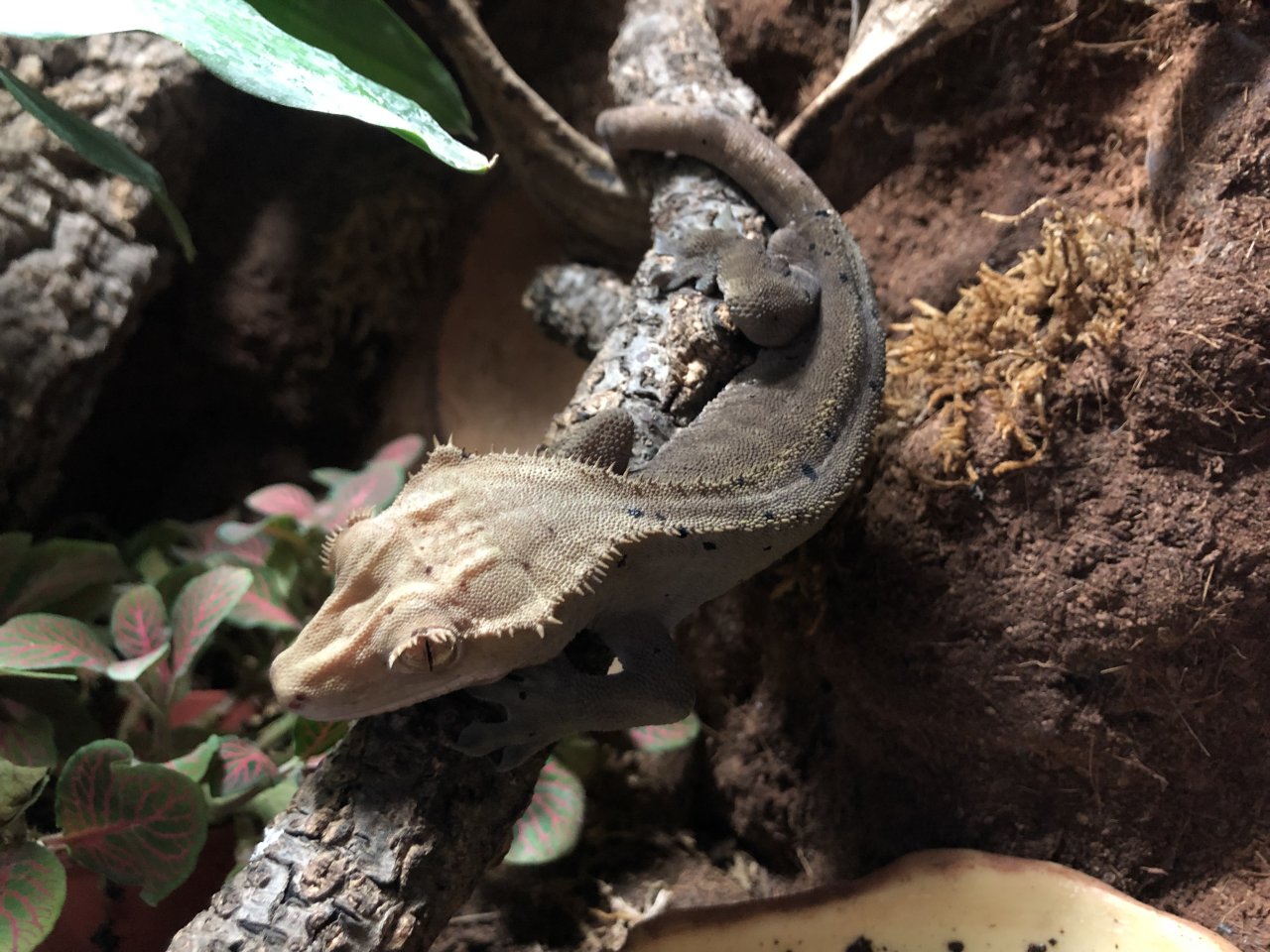 Terrarium (und Kronengecko) mit komplettem Zubehör - Gecko - Satow