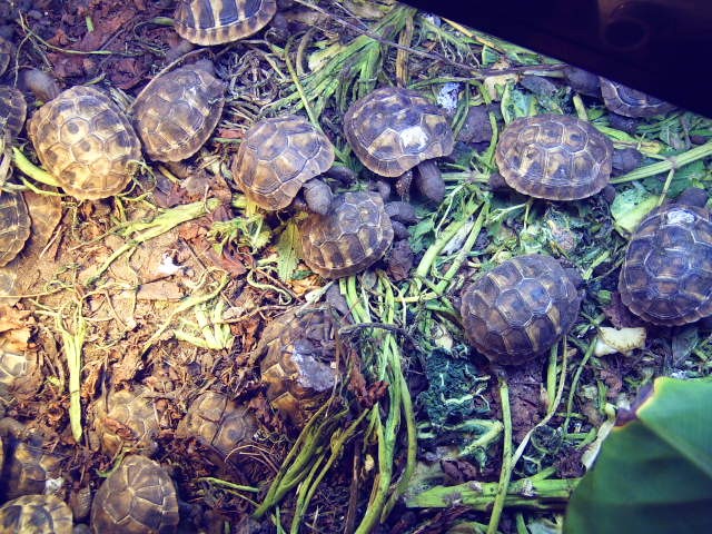 Verkaufe griechische Landschildkröten NZ 07 - Schildkroeten - Leitzkau