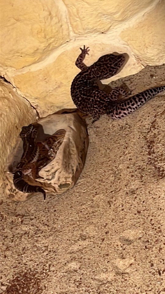 Leopardengecko black Night - Gecko - Erfurt 