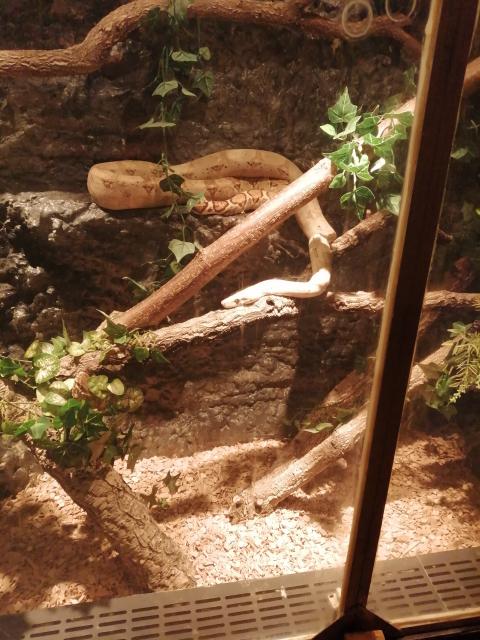 Boa constrictor imperator - Schlangen Boa - Detmold 