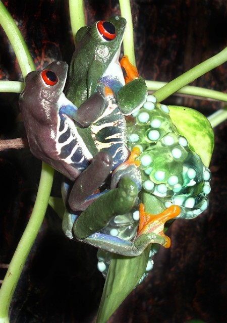 Ebook: Der Rotaugenlaubfrosch   Biologie, Terrarienhaltung, Nachzucht - Frosch - Darmstadt