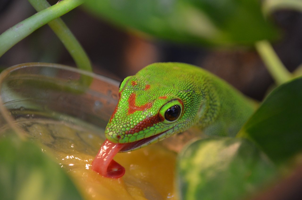 Große Madagaskar Taggeckos Jungtiere 0.0.5 DNZ 07-09/24 High Red - Gecko - Krefeld