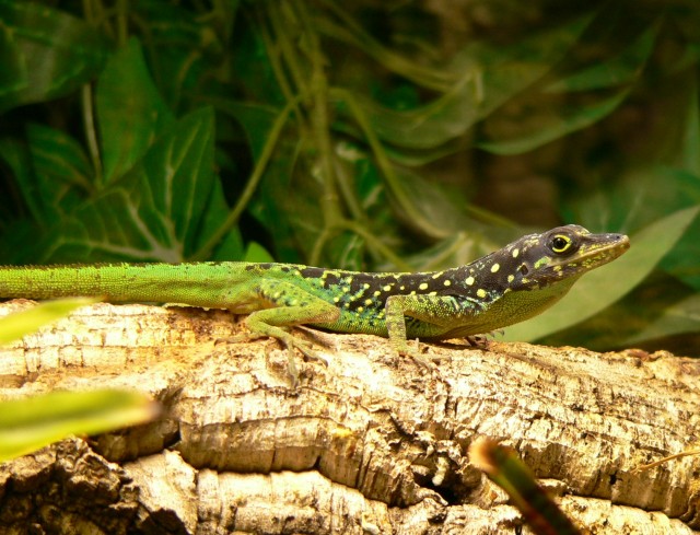 Anolis roquet summus - Anolis - Hagen
