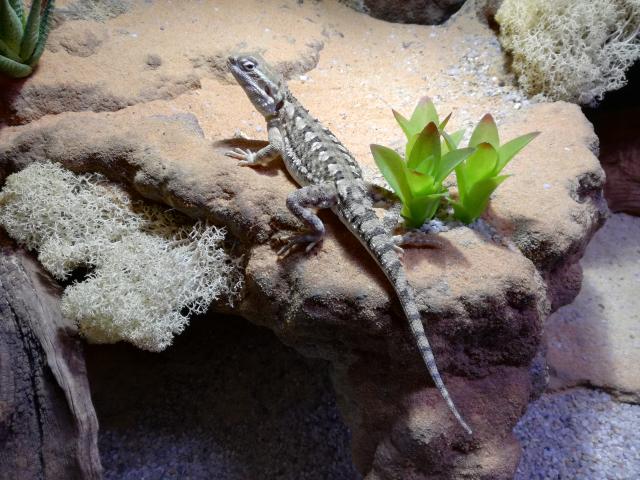 Zwergbartagame (männlich) abzugeben - Bartagame Zwergbartagame - Fuchstal